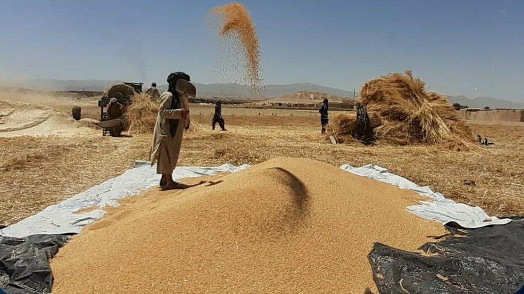 Farmers working in field